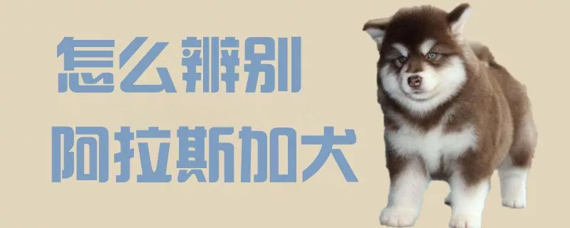 怎么辨别阿拉斯加犬1