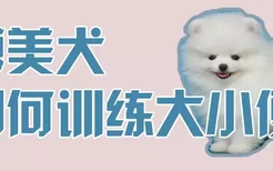 博美犬如何训练大小便