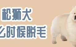 松狮犬什么时候脱毛