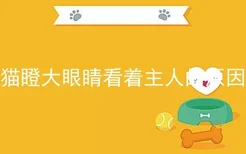 猫瞪大眼睛看着主人的原因