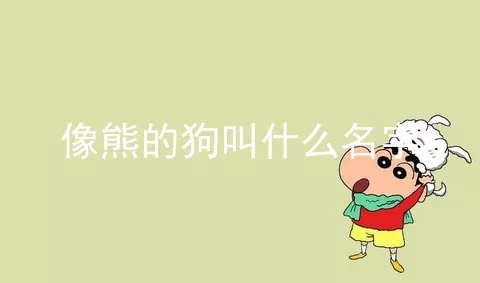 像熊的狗叫什么名字