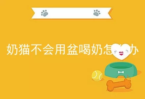 奶猫不会用盆喝奶怎么办