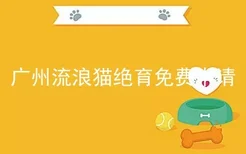 广州流浪猫绝育免费申请