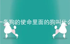 一条狗的使命里面的狗叫什么