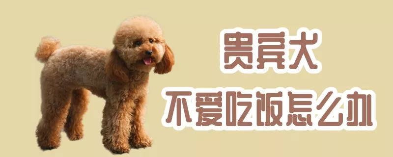 贵宾犬不爱吃饭怎么办