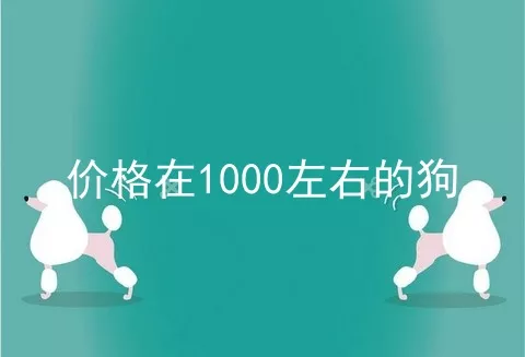 价格在1000左右的狗