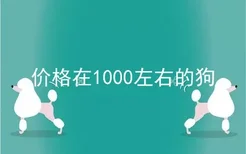 价格在1000左右的狗