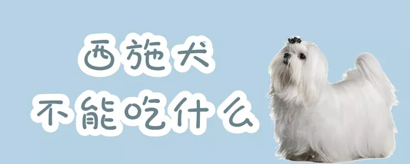 西施犬不能吃什么