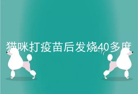 猫咪打疫苗后发烧40多度