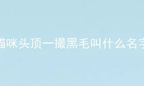 猫咪头顶一撮黑毛叫什么名字