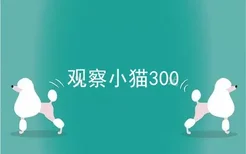 观察小猫300