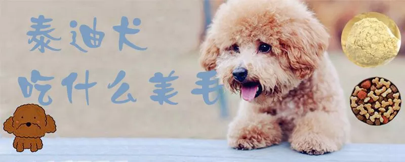 泰迪犬吃什么美毛1