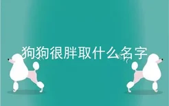 狗狗很胖取什么名字