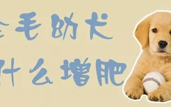 金毛幼犬吃什么增肥