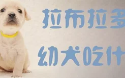 拉布拉多幼犬吃什么