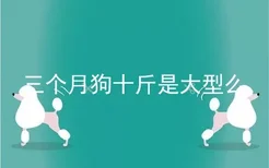 三个月狗十斤是大型么