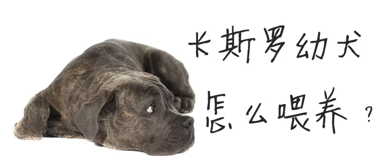 卡斯罗幼犬怎么喂养