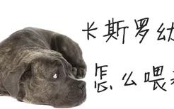 卡斯罗幼犬怎么喂养