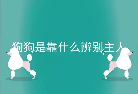 狗狗是靠什么辨别主人