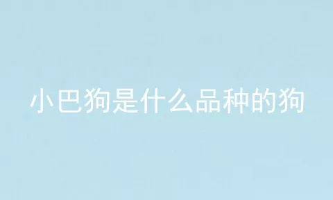 小巴狗是什么品种的狗