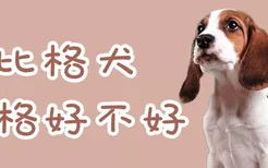 比格犬性格好不好