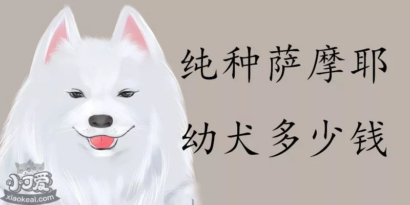 纯种萨摩耶幼犬多少钱