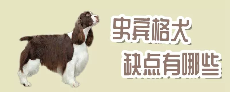 史宾格犬缺点有哪些