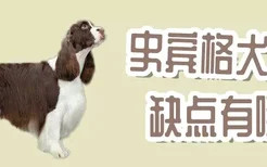 史宾格犬缺点有哪些