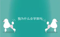 狗为什么会学狼叫