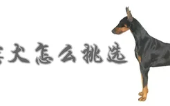 杜宾犬怎么挑选