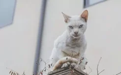 夏天40度猫咪怎么办