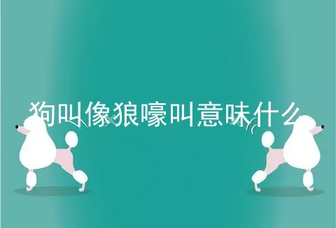 狗叫像狼嚎叫意味什么