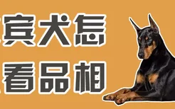 杜宾犬怎么看品相