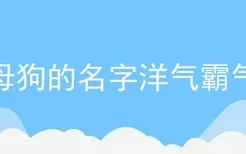 小母狗的名字洋气霸气的