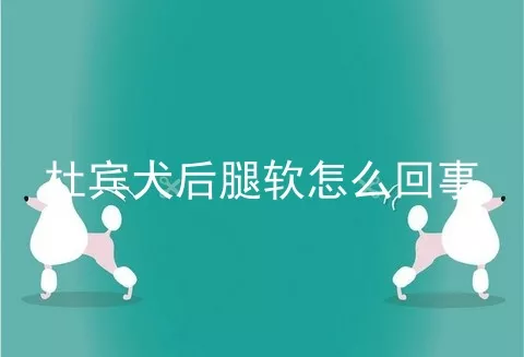 杜宾犬后腿软怎么回事