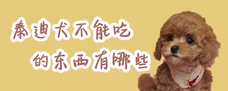 泰迪犬不能吃的东西有哪些