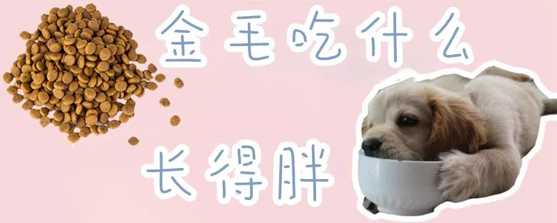 金毛吃什么长得胖