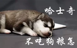 哈士奇幼犬不吃狗粮怎么办