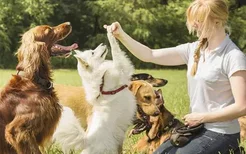 狗狗的社会化训练重要吗 如何训练狗狗的社会化