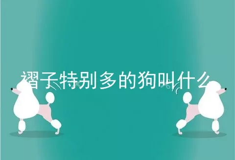 褶子特别多的狗叫什么