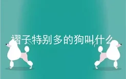 褶子特别多的狗叫什么