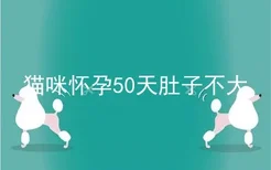 猫咪怀孕50天肚子不大