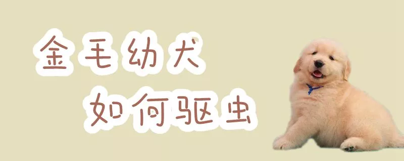 金毛幼犬如何驱虫