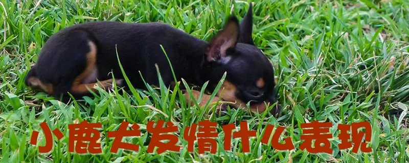 小鹿犬发情什么表现