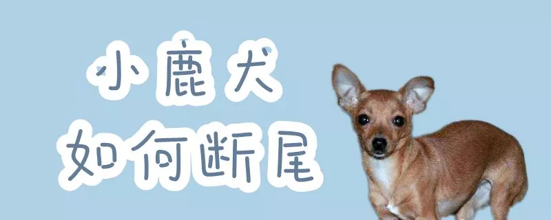 小鹿犬如何断尾