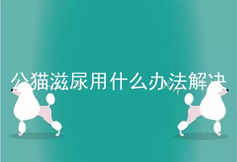 公猫滋尿用什么办法解决