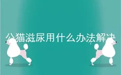 公猫滋尿用什么办法解决