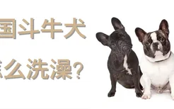 法国斗牛犬怎么洗澡