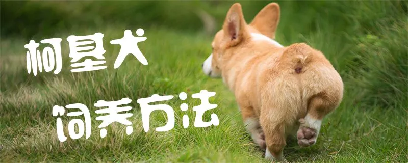 柯基犬饲养方法1