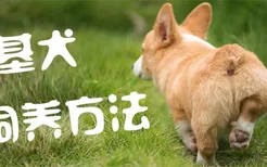 柯基犬饲养方法